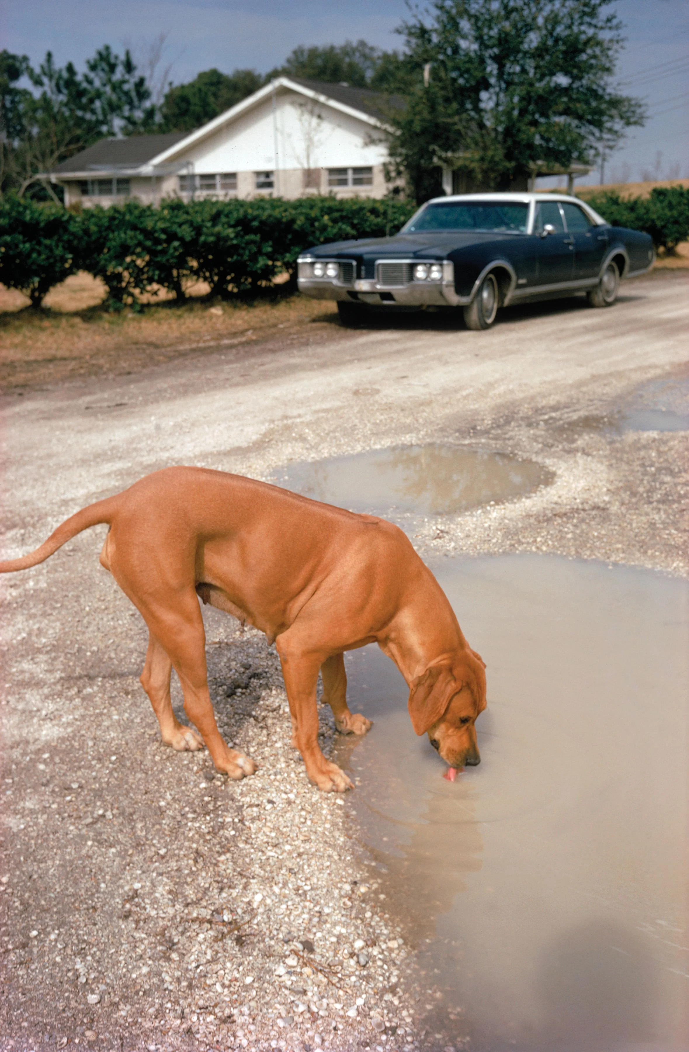 William Eggleston has been known the photograph a dog or two